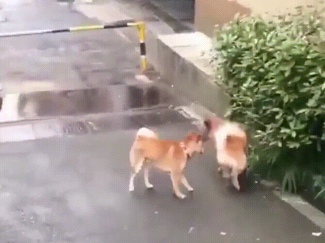 搞笑段子剧,我的地盘我做主,不服下车来比武