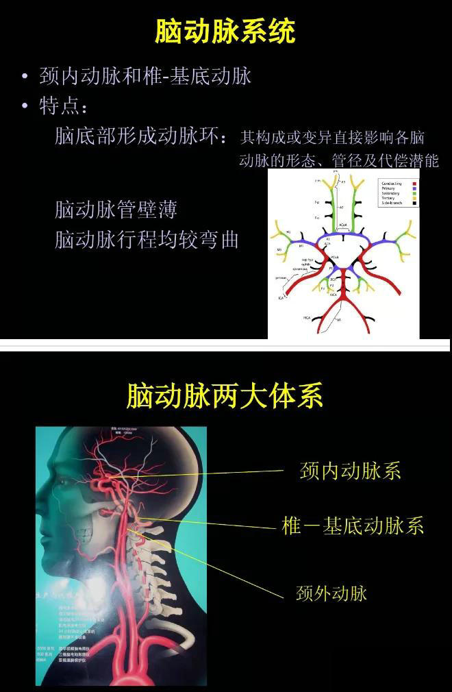 【干货推荐】图解脑动脉的正常变异