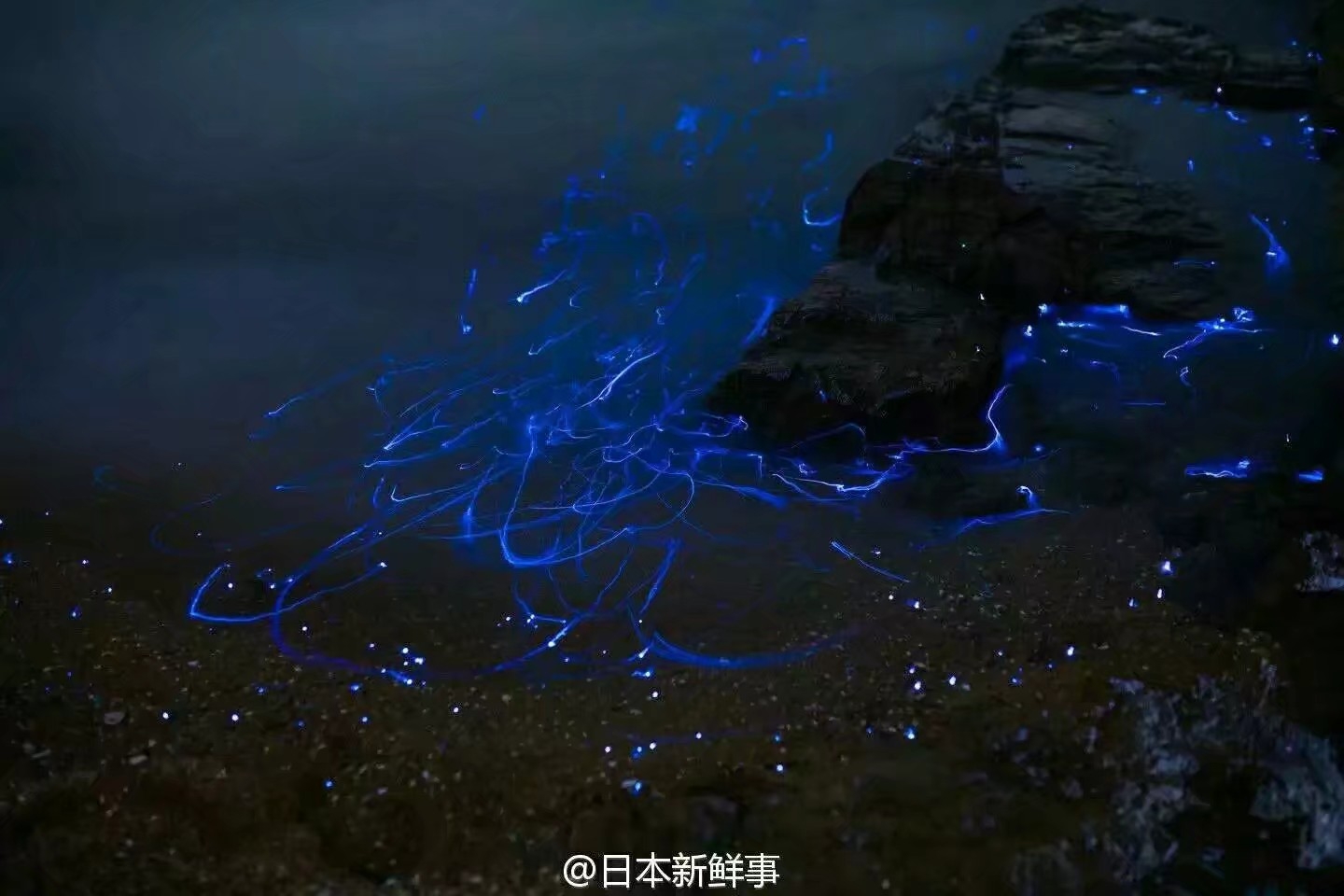 海萤