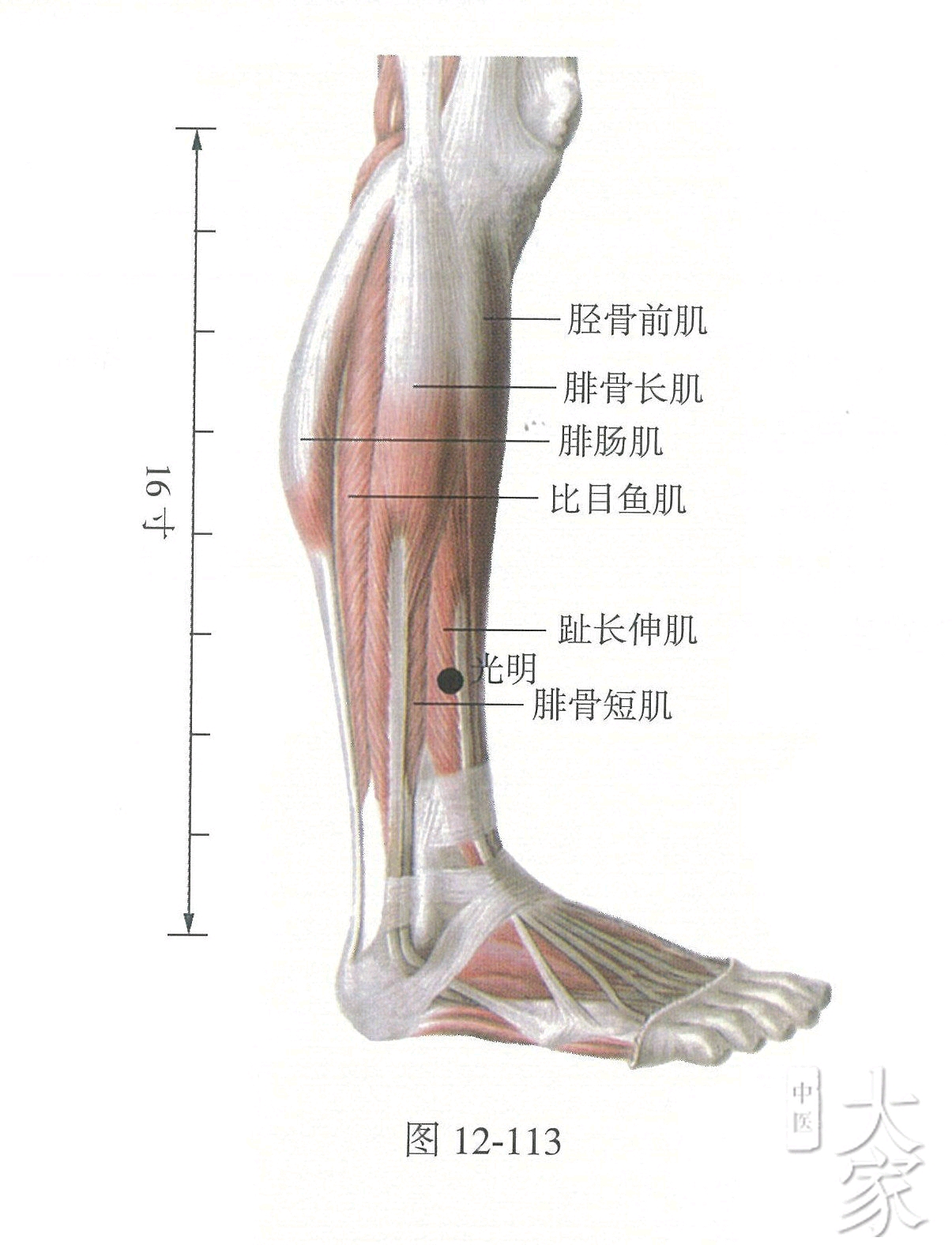 蠡沟:在小腿内侧,内踝尖上5寸,胫骨内侧面的中央.