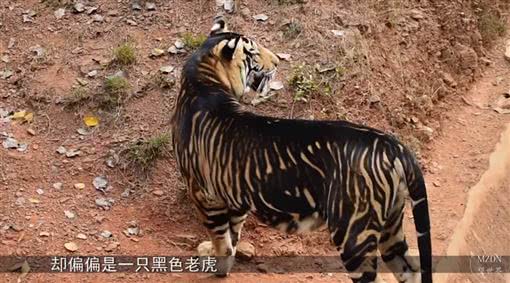 2,老虎的肛门,尾巴,脸颊,爪子,以及下巴,这几个地方都有生物腺体,均