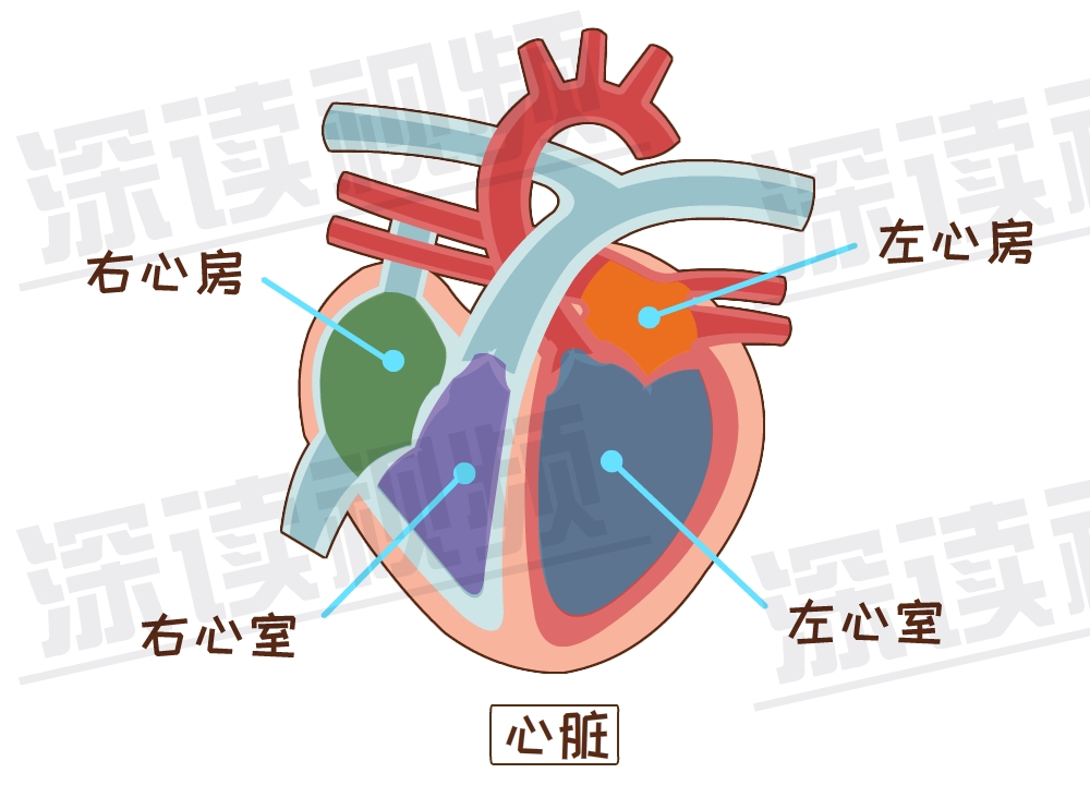 心脏从左到右,分为动脉血液区和静脉血液区,也就是说,心脏是由左心房