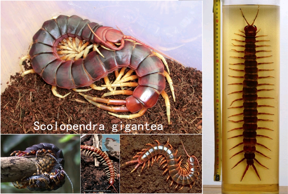 秘鲁巨人蜈蚣(白脚)-scolopendra gigantea 蜈蚣属中当之无愧的巨人