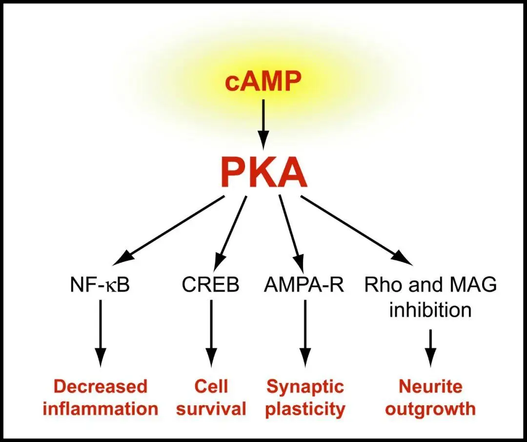 apt与camp的区别与联系  第1张