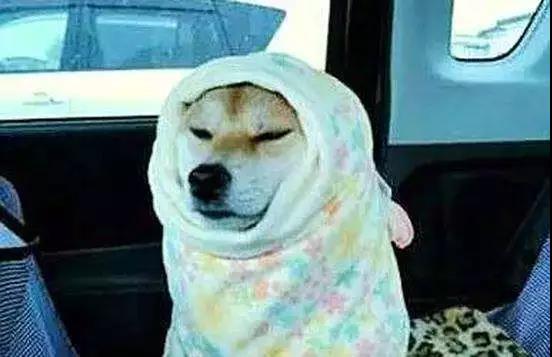 冬天不冷的不是狗,是狗熊