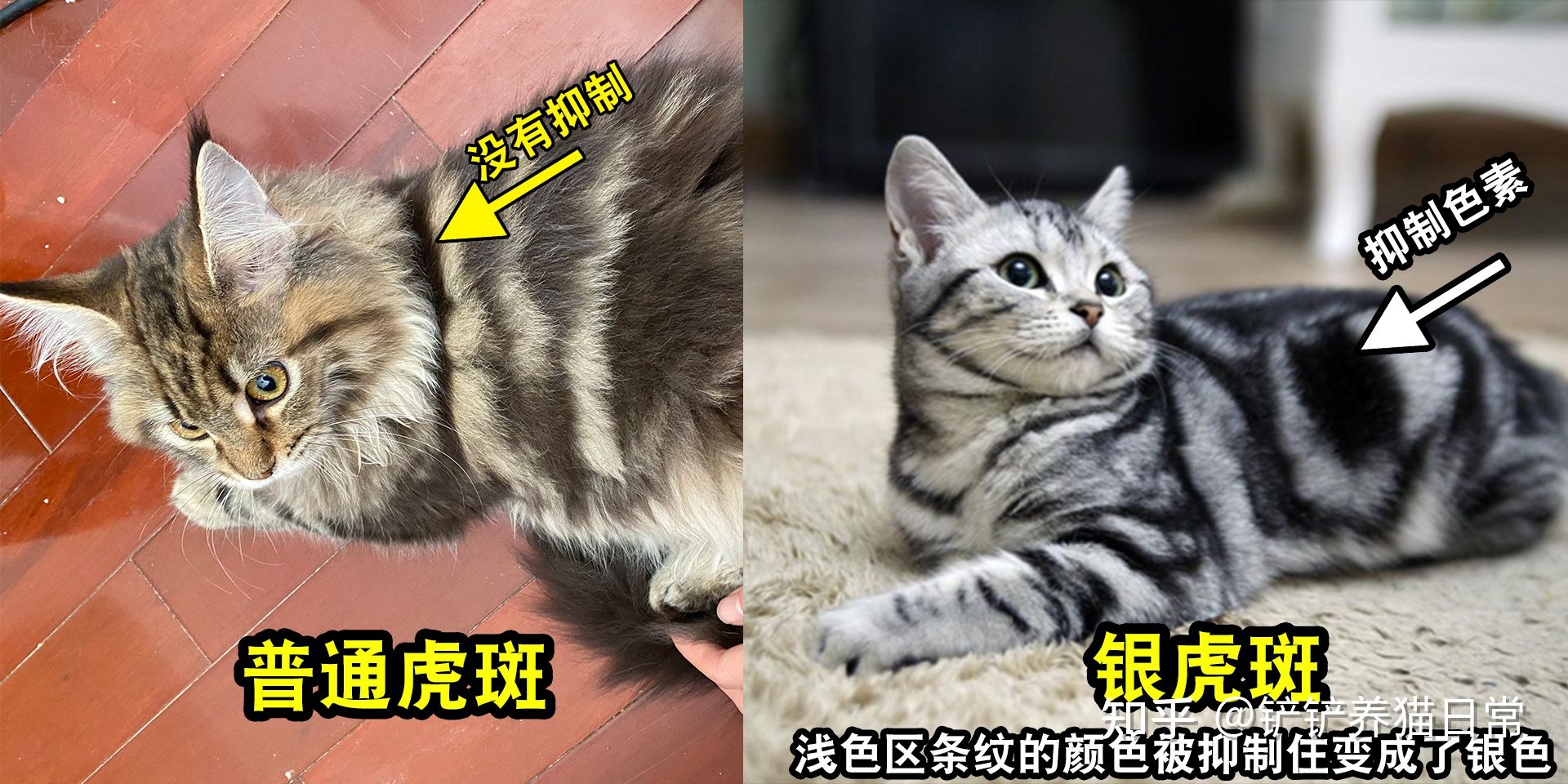 品种猫繁育知识关于虎斑基因agouti
