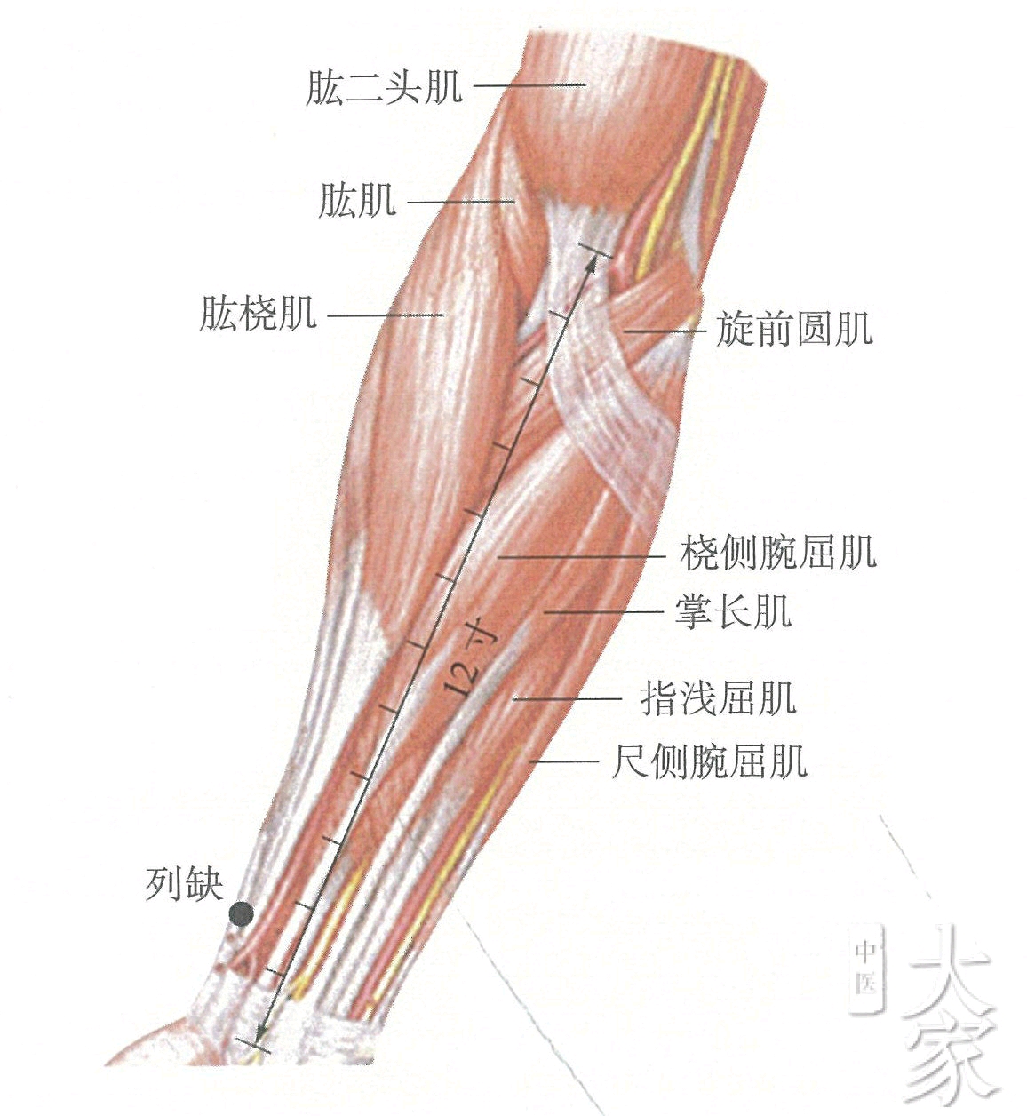 通里:在前臂前区,腕掌侧远端横纹上1寸,尺侧腕屈肌腱的桡侧缘