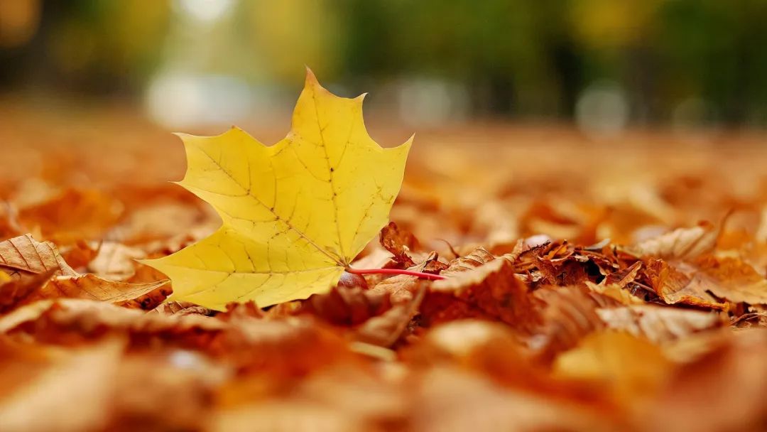 1,一片树叶落下,落在大地的怀抱中,代表一个季节过去,也代表一个轮回