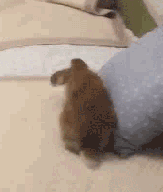 壁纸 动物 狗 狗狗 336_396 gif 动态图 动图