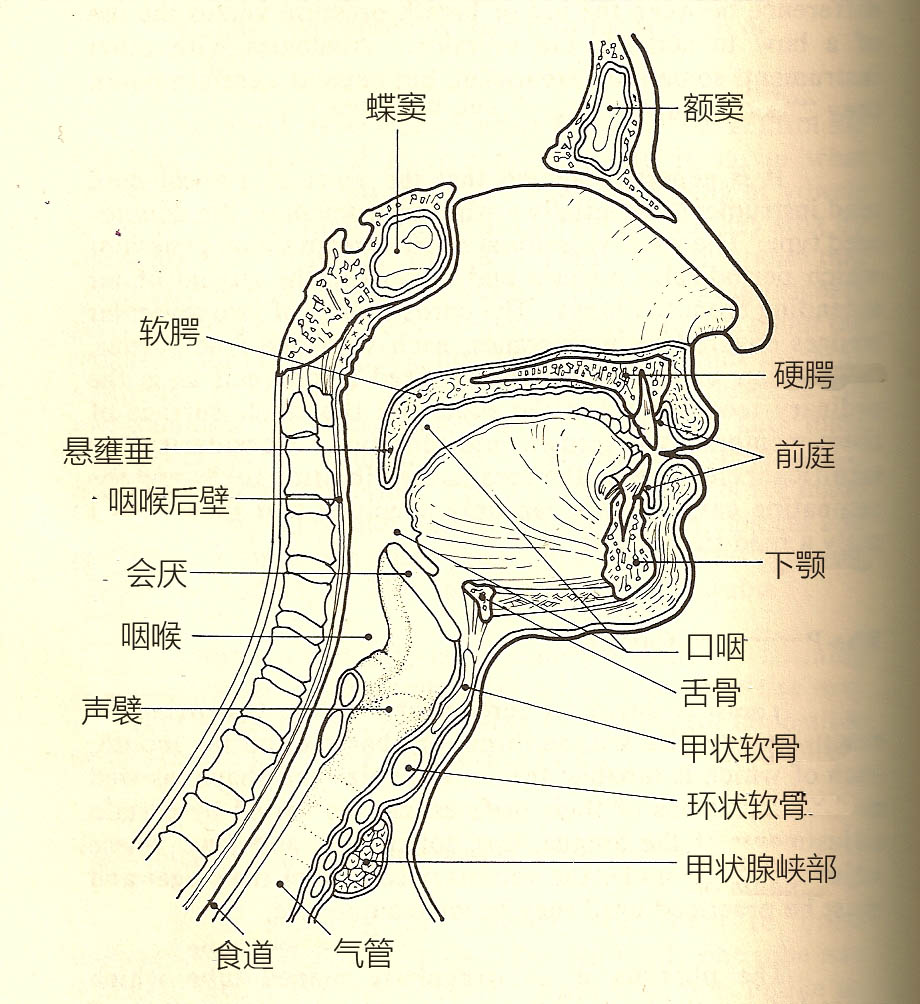 声乐基础训练:发掘你的声音潜质