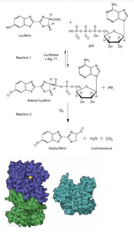 齐岳介绍发光底物aps5hrpd荧光素荧光素酶的发光原理