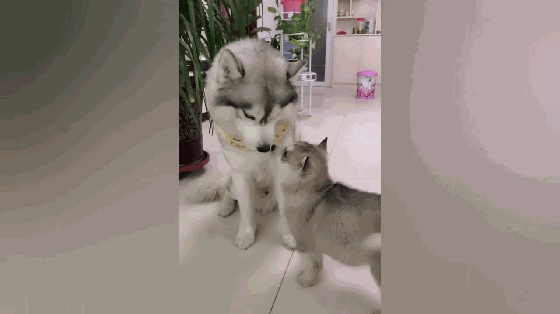 二哈拆家毁物,主人找来了金毛管教二哈,结果二哈的表情亮了!