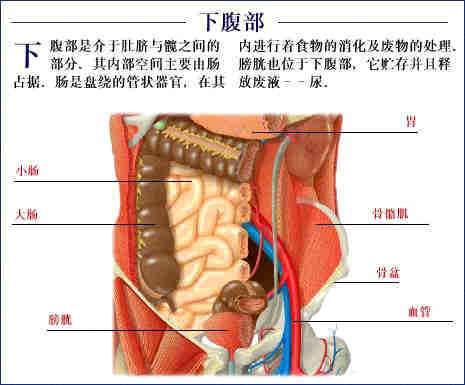 史上最全的人体(组织器官)全图