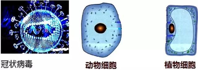 关于"新型冠状病毒"初中各科必考知识点大汇总