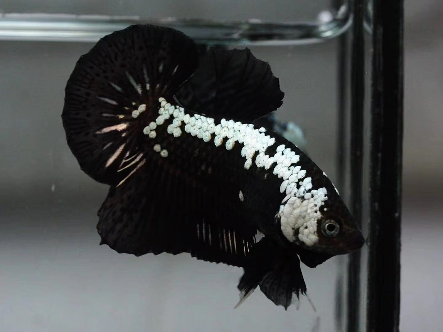 灯笼鱼图片欣赏 05c1fa8c51da0cdb5076d28049b60d43e77d337b.jpg