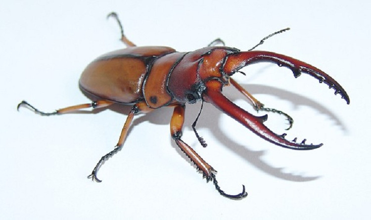 黄褐前锹甲两点赤锯锹 prosopocoilus astacoides