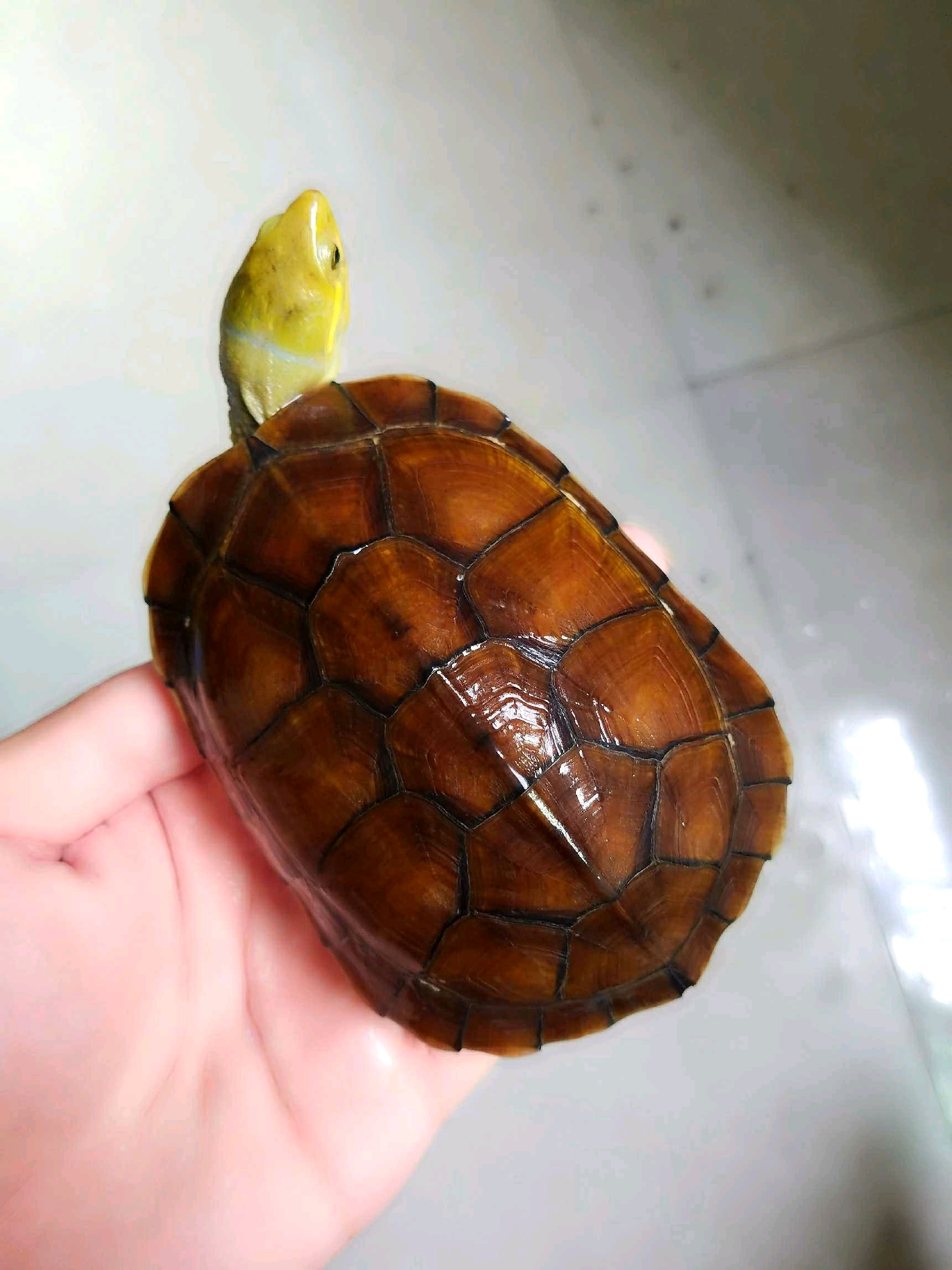 带你简单的了解一下黄喉拟水龟