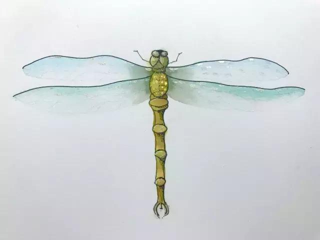 四,如何画蜻蜓