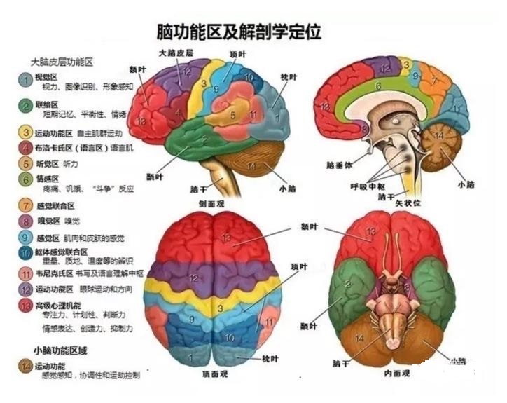 这方面研究的先驱是罗杰斯斯佩里,通过外科手术切断一只猫大脑两半球