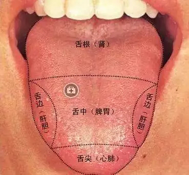 正常舌苔   湿邪阻滞与脾胃病情加重有一定相关性.