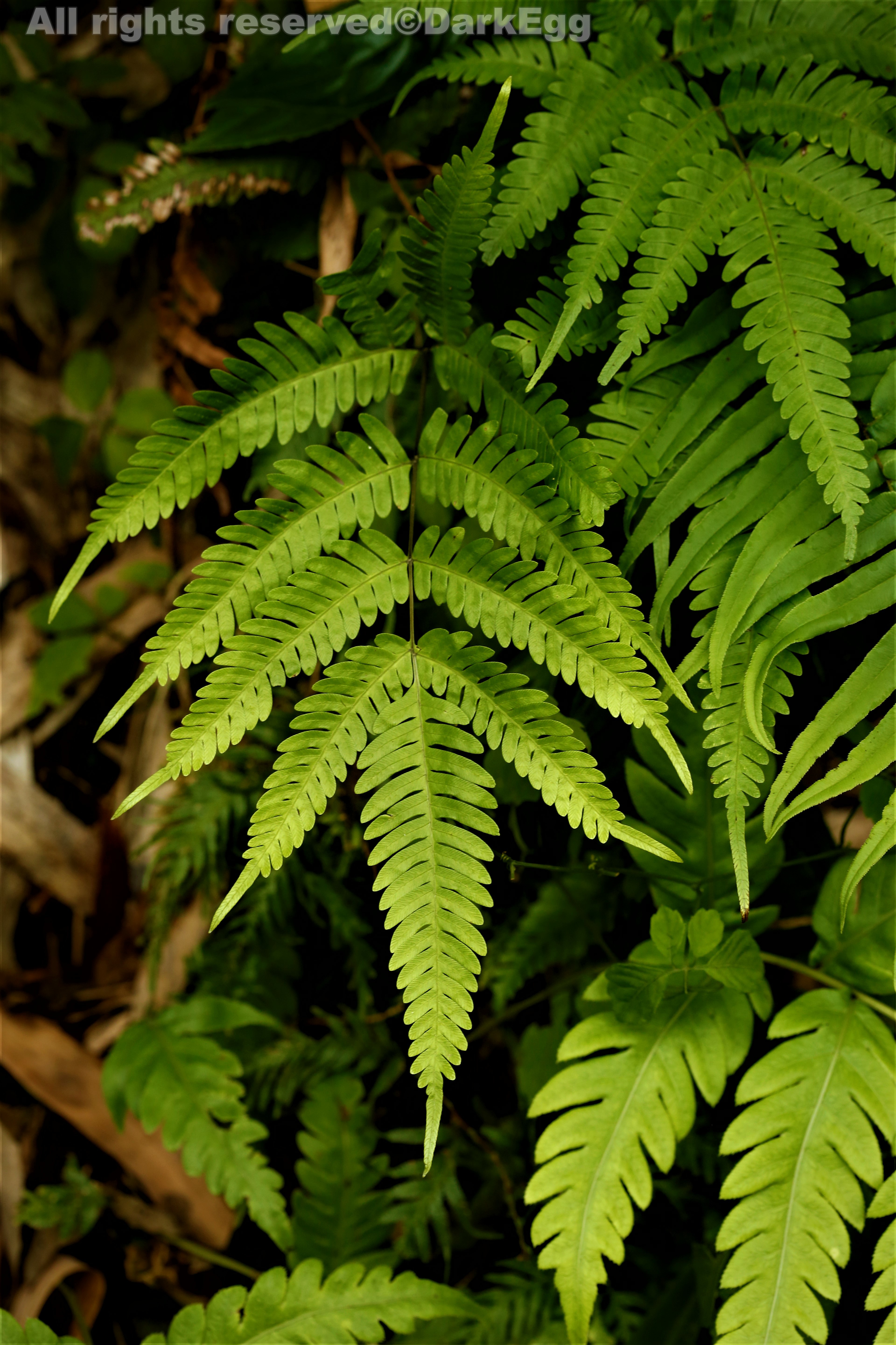 斜羽凤尾蕨 pteris oshimensis