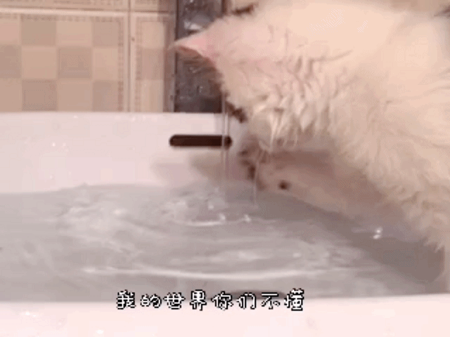 水玩的这么开心的样子,我心想,这货不会是哈士奇投胎的吧,所以心里住