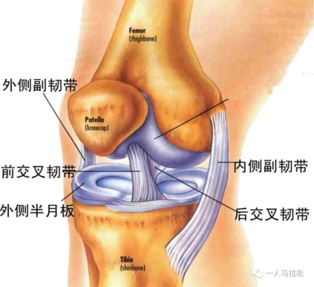 从膝盖结构中探索"跑步膝"预防与实践