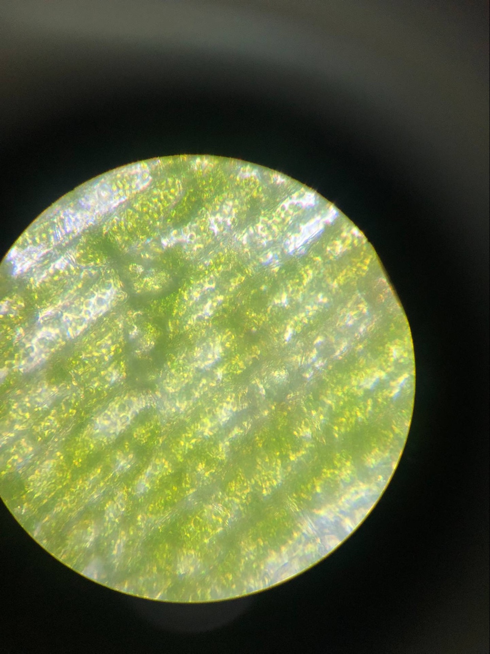 植物细胞 感谢黑藻君提供的叶子 请大家欣赏绿了吧唧的黑藻 接下来是