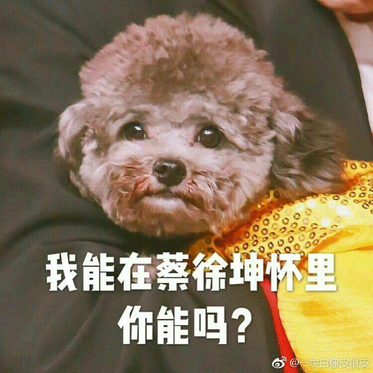 蔡徐坤的小猫咪