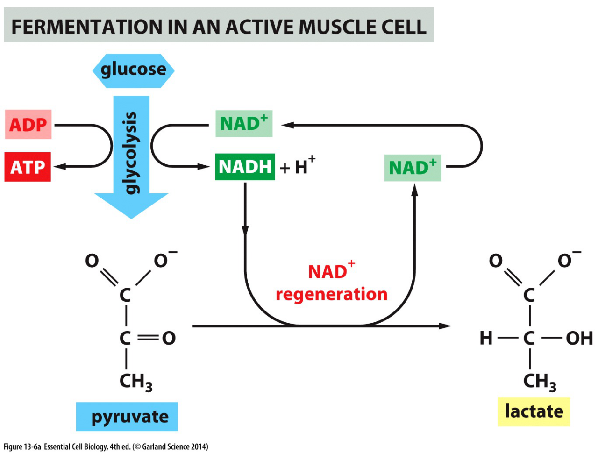 growmuscle,striatedmuscle fermentation in muscle