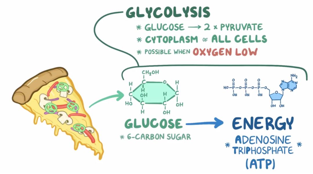 【osmosis 生化】glycolysis 糖酵解