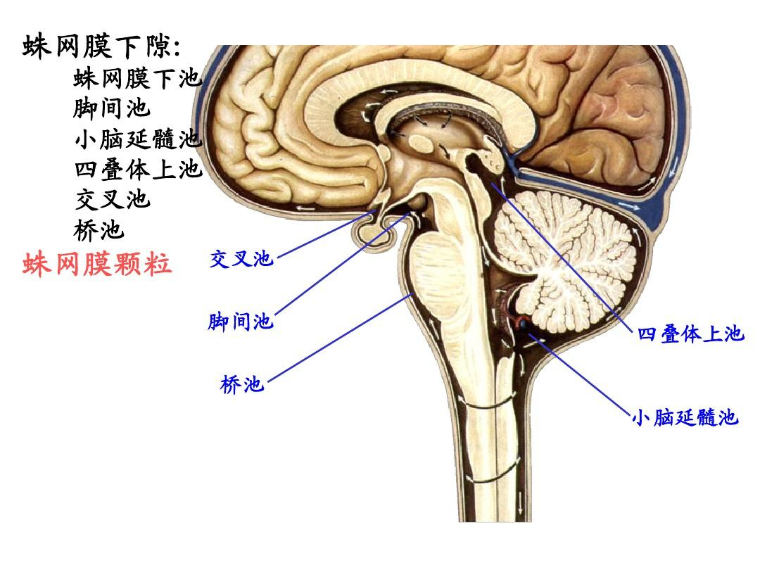 终板池 b.交叉池 c.帆间池 d.四叠体池 e.大脑大静脉池