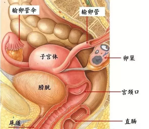 严重的子宫腺肌症会影响哪些器官?