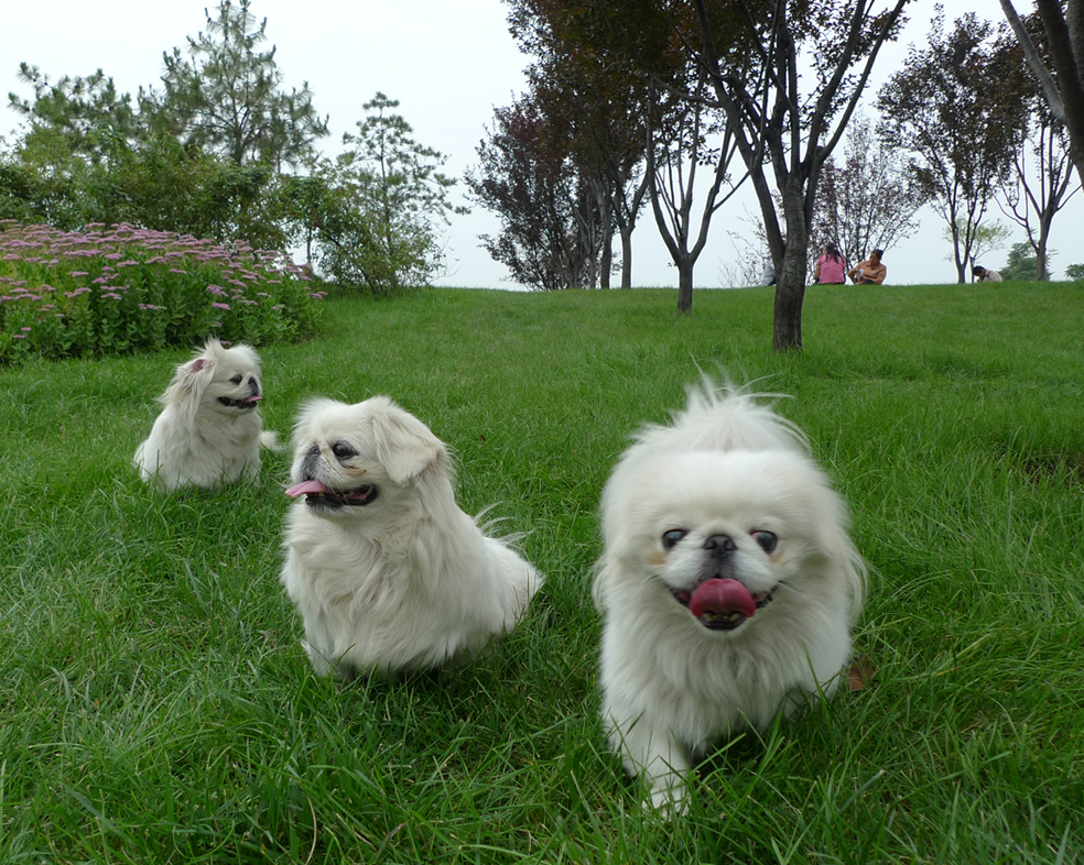 曾经享尽荣华富贵的皇家御犬——京巴犬 挑选饲养护理