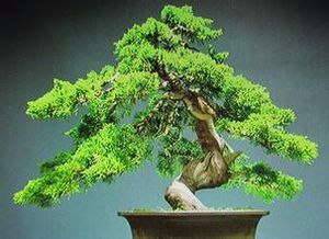 松是什么样的 07b5b245b3ff6325f98b904bae86d7cf1a400f2d.jpg