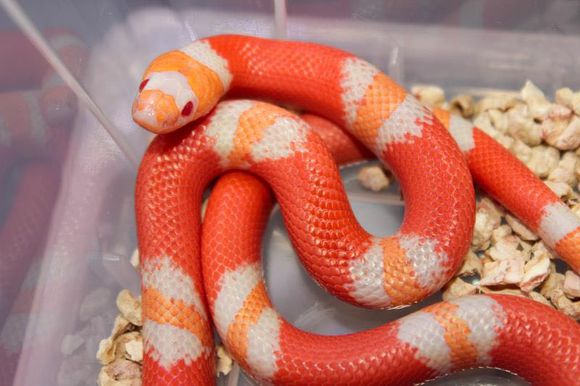 在宠物蛇市场上也是很热门的种类,与王蛇,玉米蛇形成游蛇科,也就是黄