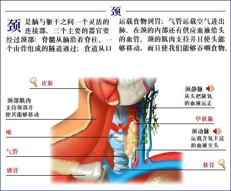 史上最全的人体(组织器官)全图