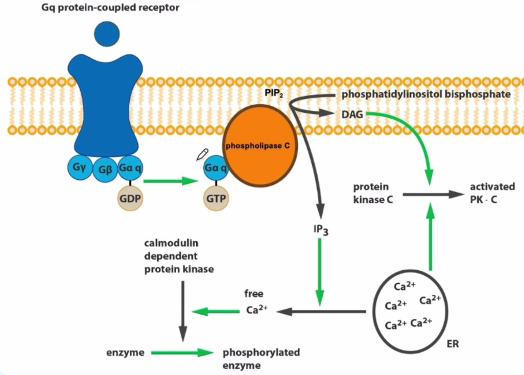 外源受体被激活时,gq蛋白被与gtp结合并激活磷酸酯酶c(phospholipase