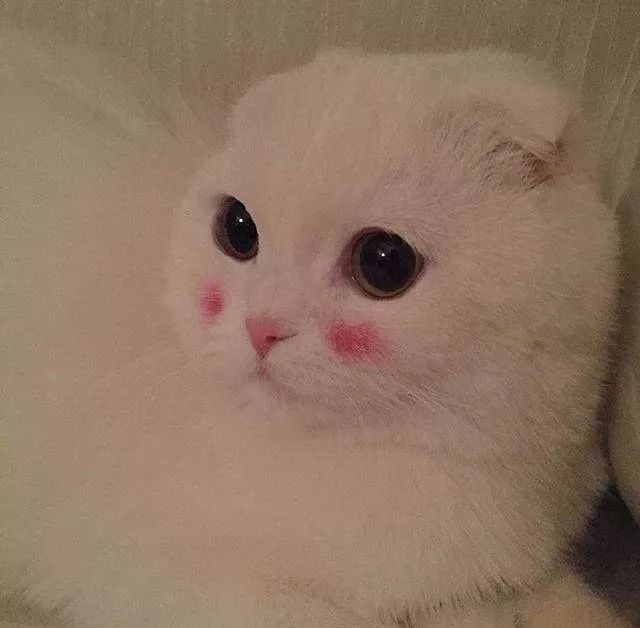 化了妆的猫,就像化了妆的女人一样不可信!
