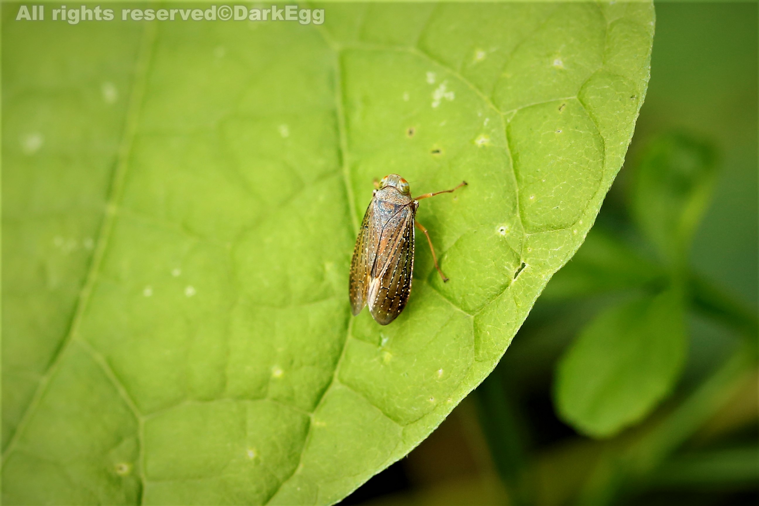 红条丽叶蝉 calodia satsumensis