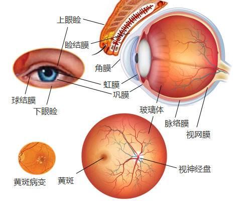 视神经萎缩—青盲—视力渐降至盲无所见