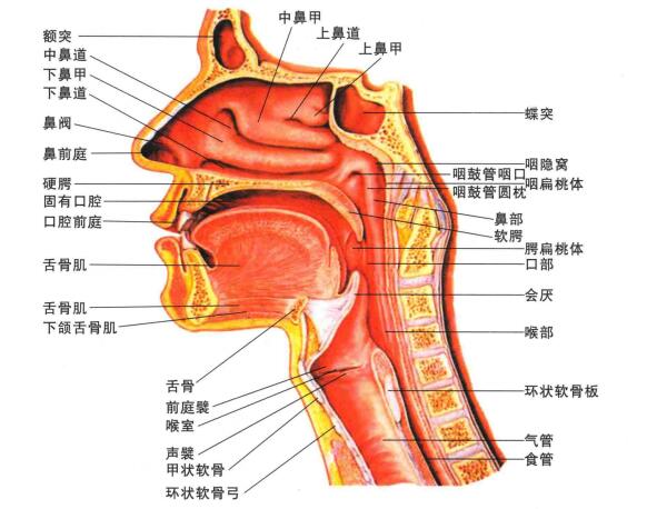 唱歌前先了解人体发声器官的构造及功能