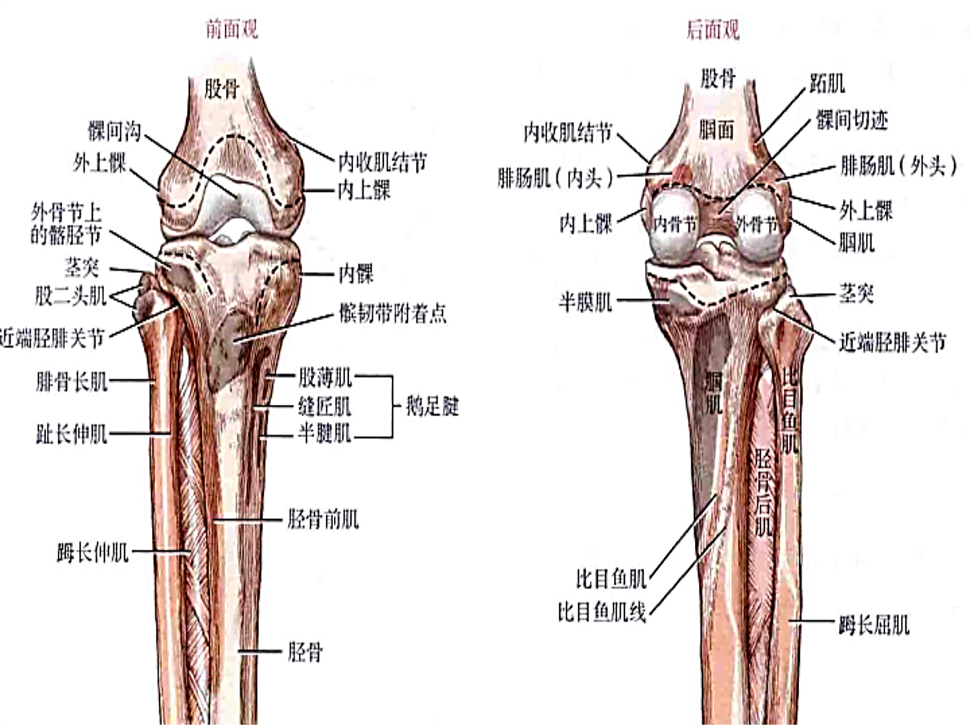 触诊胫骨内侧髁 体位:受检者仰卧 1,拇指扪及膝前的髌骨 2,拇指向内