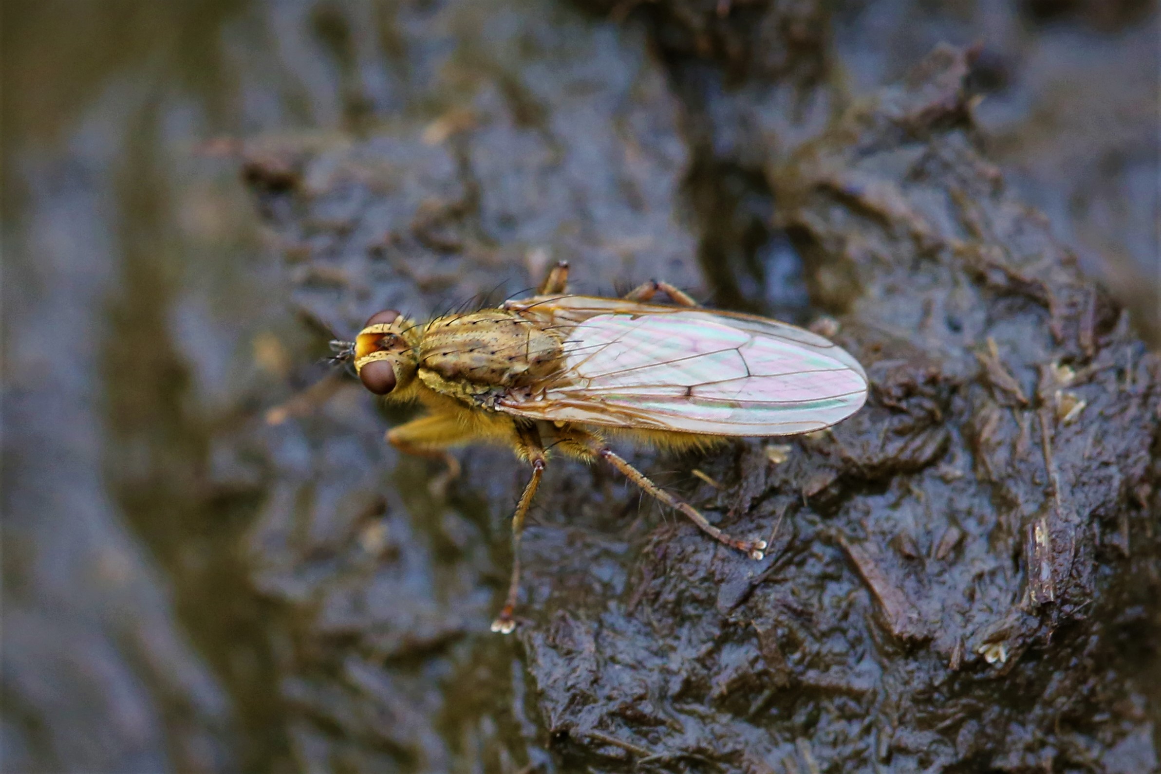 黄粪蝇 scathophaga stercoraria