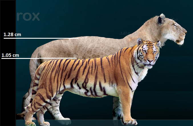 在它们面前现代狮子老虎成了小猫 盘点几种最大的史前大猫