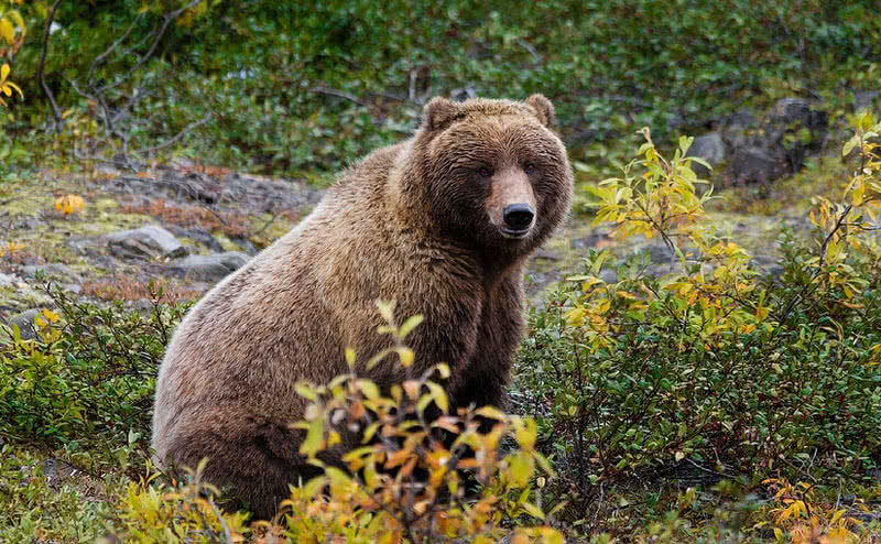 咬合力最大的前十名陆地动物