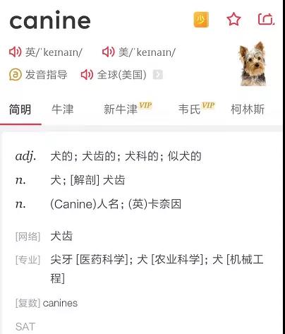 养狗的朋友们下次再出去遛狗 不妨和别人卖个关子,我遛的是"k9"