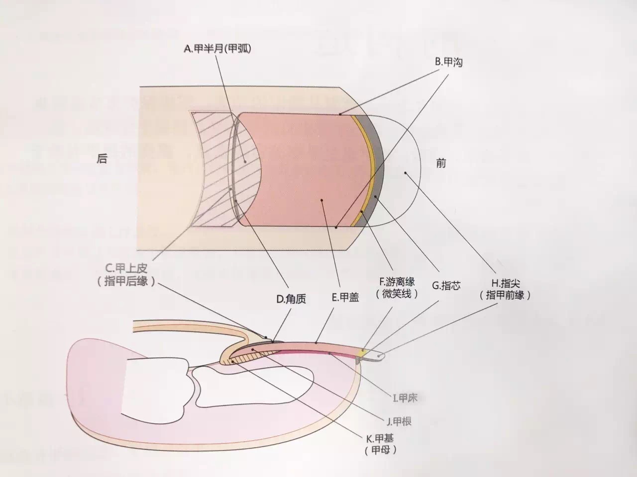 死皮(cuticle)图中在甲上皮和甲板中间,隔着的一小条半透明薄膜.