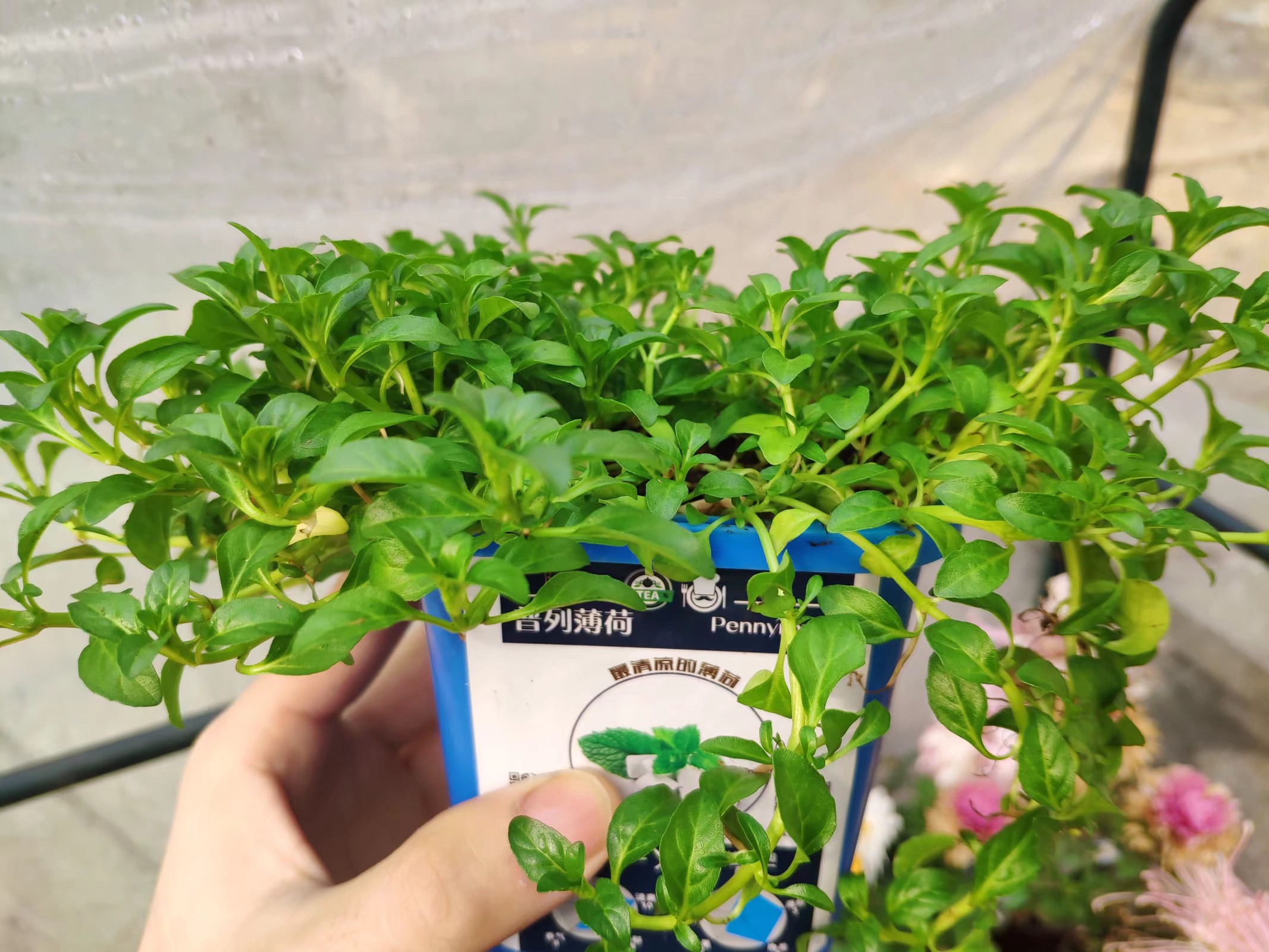 普列薄荷