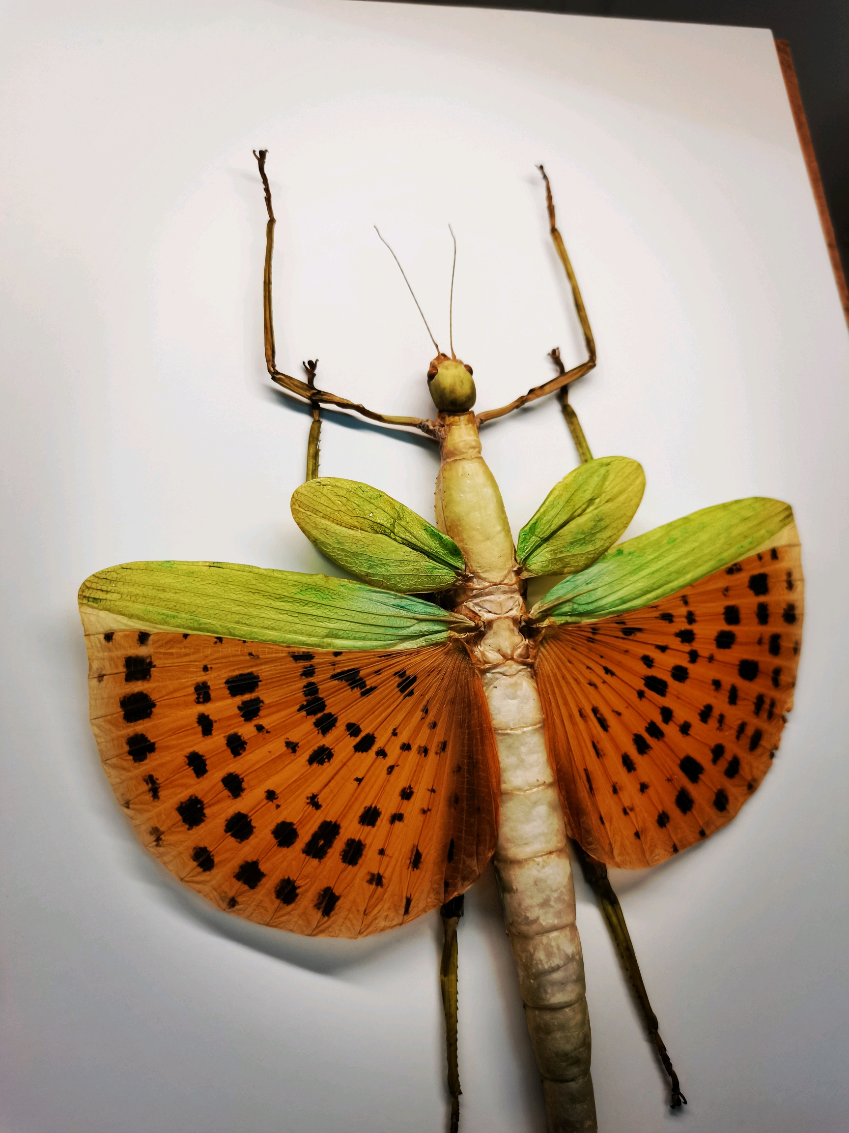 兴趣 手工 【昆虫标本】竹节虫标本,蝴蝶标本,螳螂标本合集